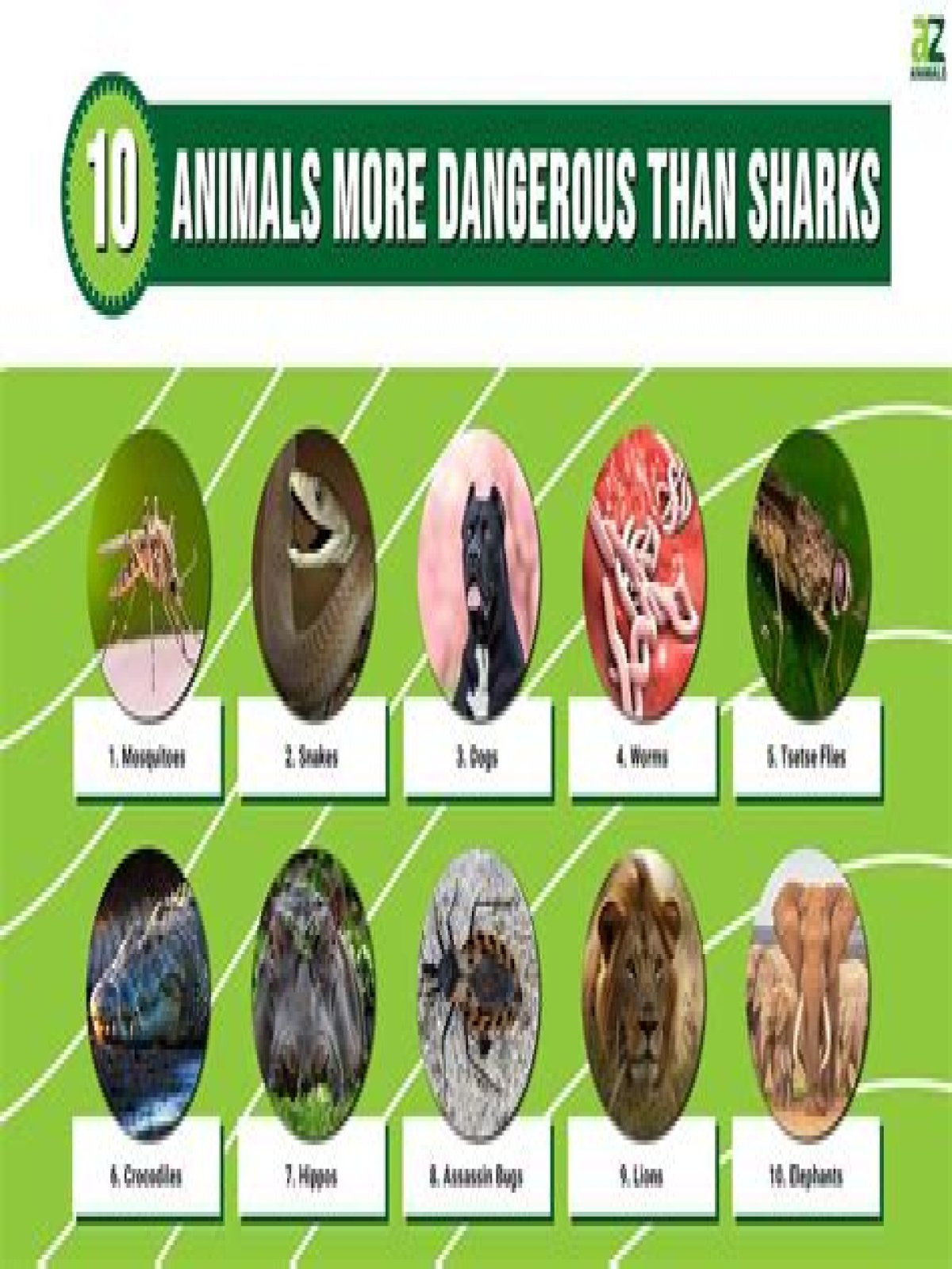 15 Animals Surprisingly More Deadly Than Sharks