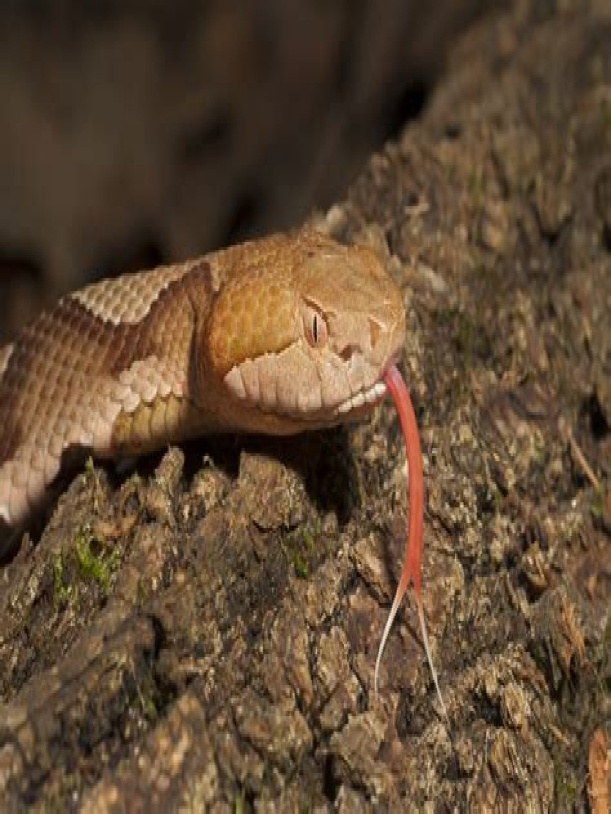 5-Year-Old Child Gets Bitten by Copperhead — Best Life