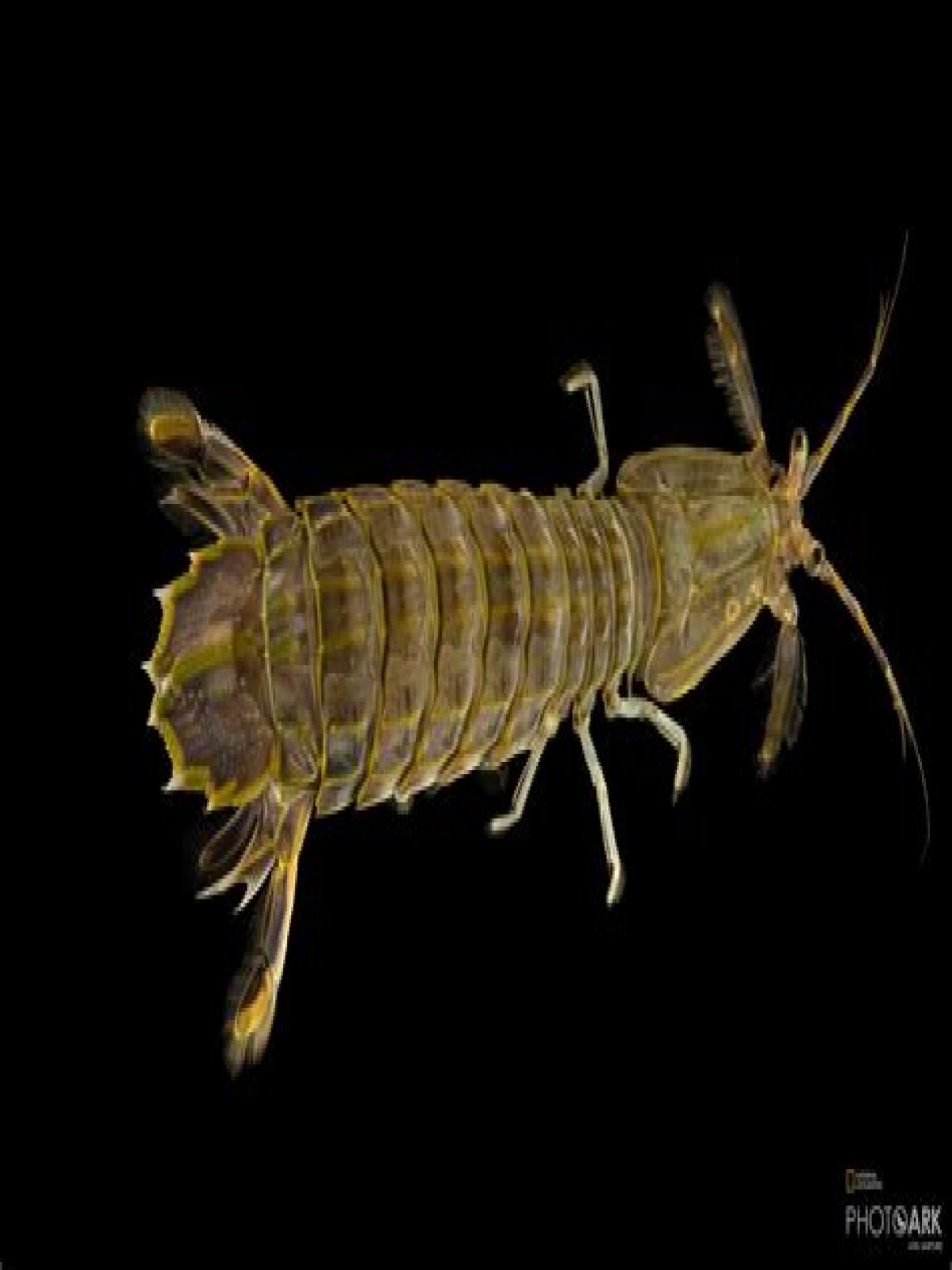 Are mantis shrimp in Florida?