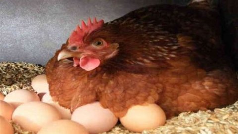Can chickens lay spicy eggs?