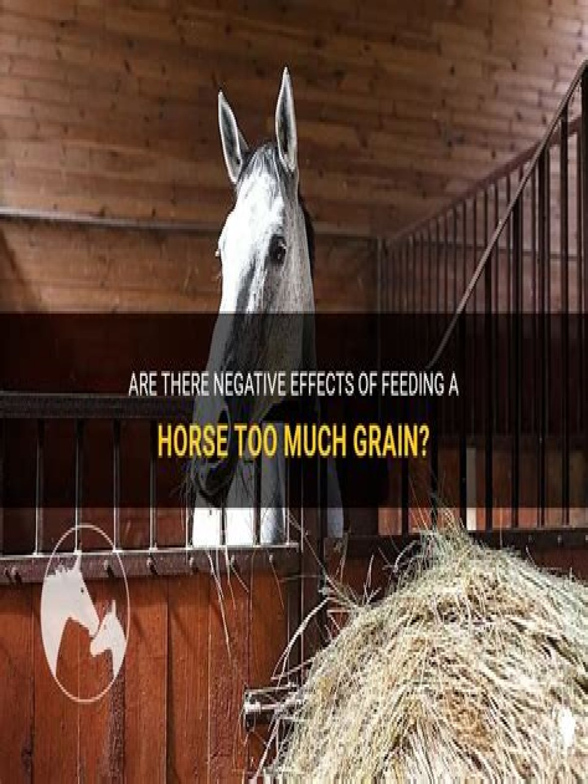 Can u feed a horse too much grain?