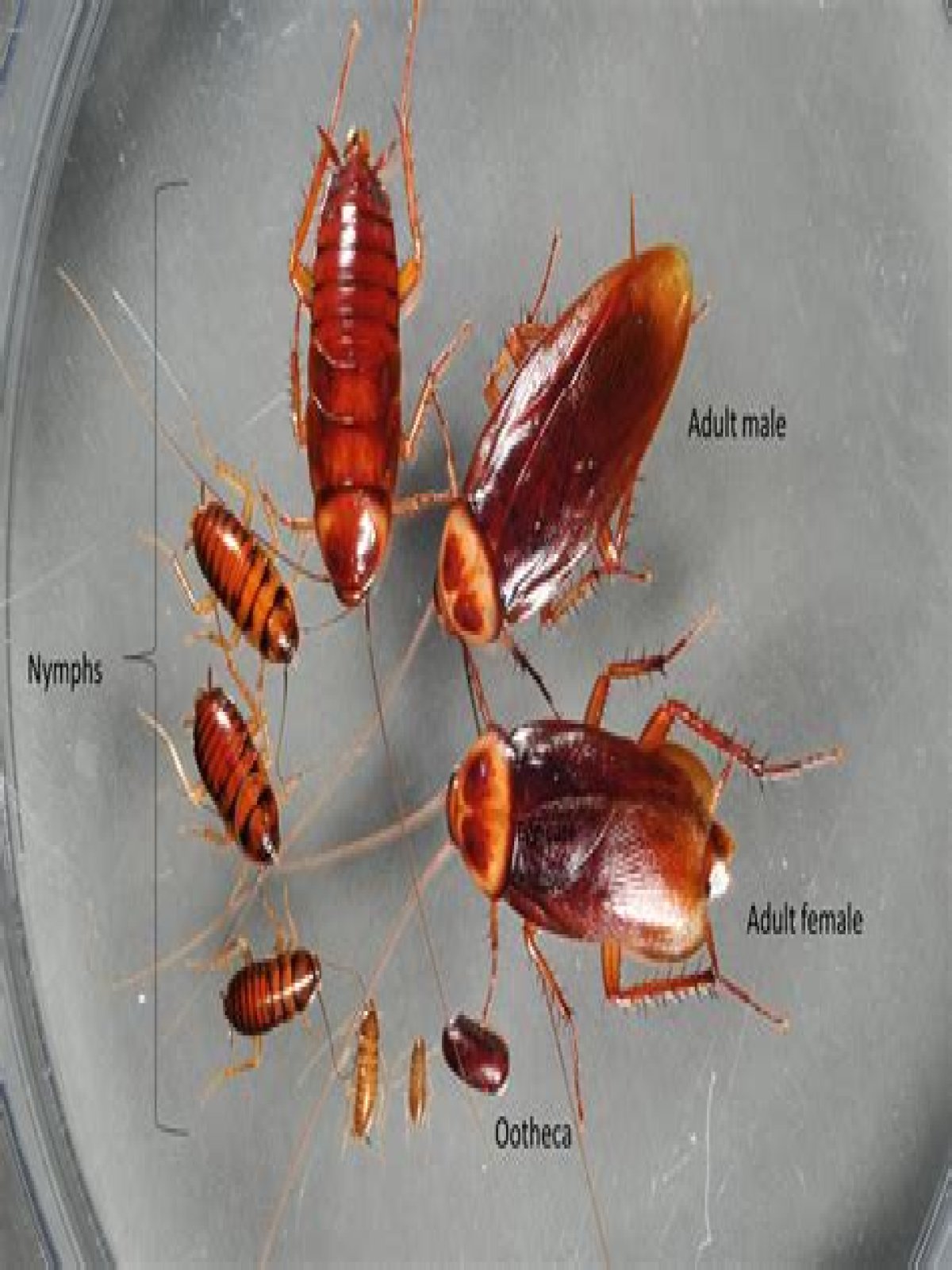 Do roaches have nipples?