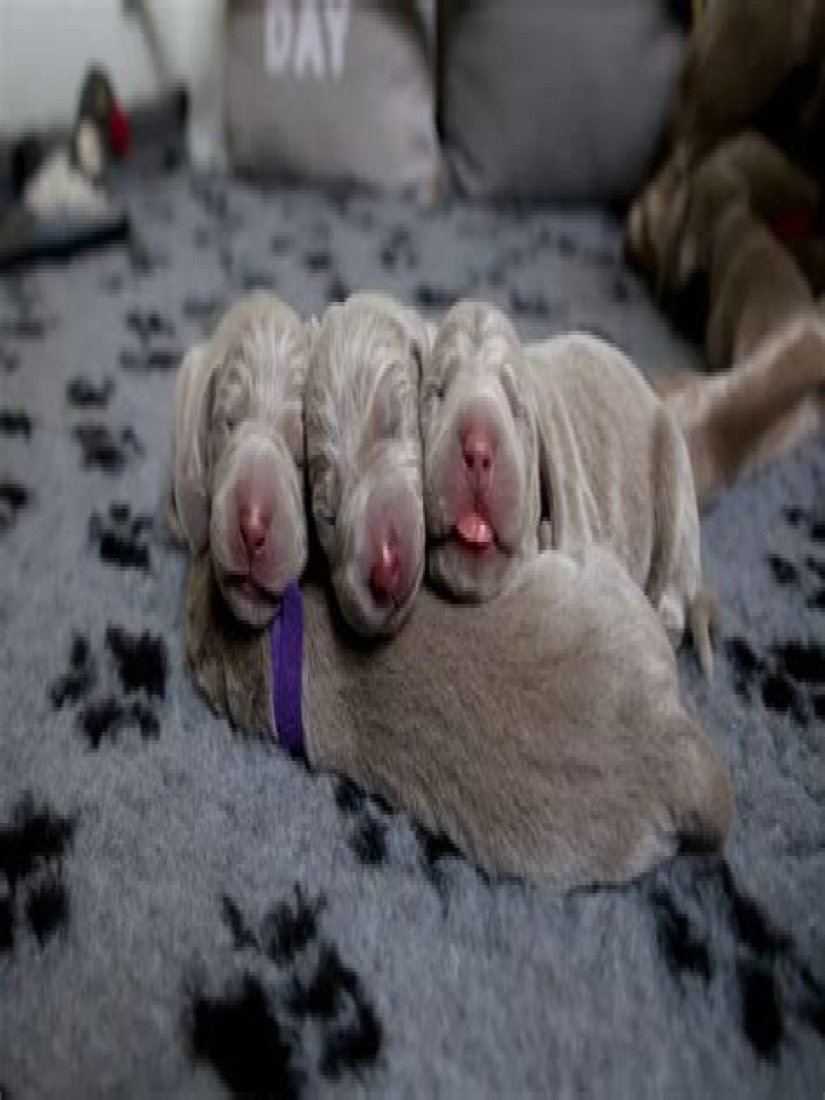 Does it hurt dogs when you pull their skin?