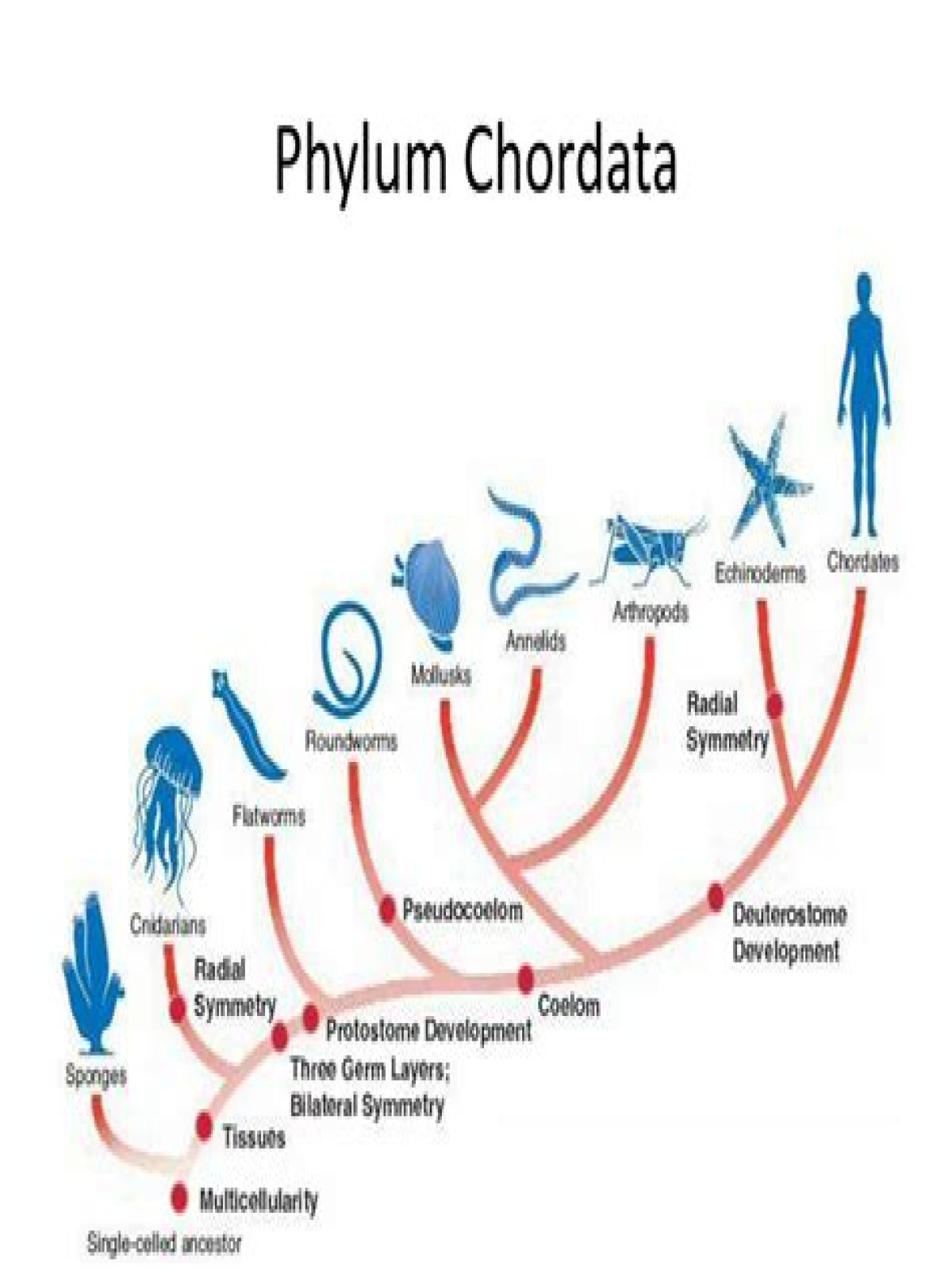 fish phylum