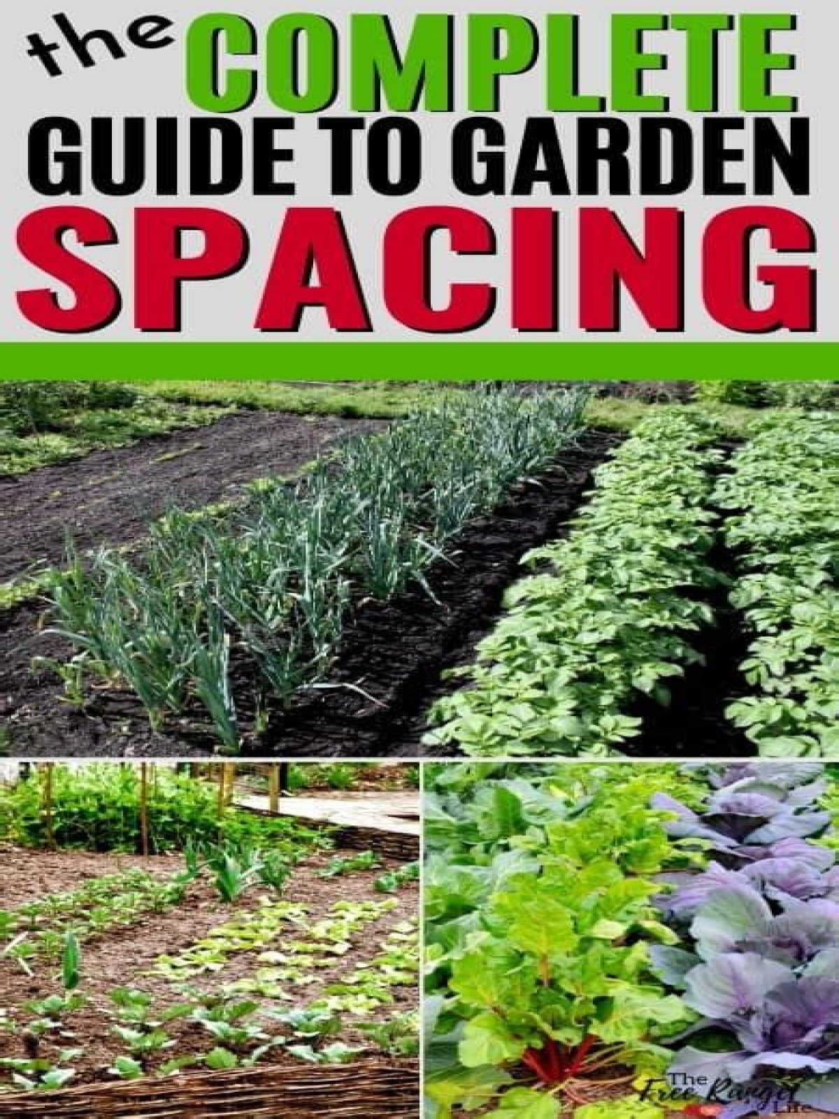 How far apart should I plant cauliflower?