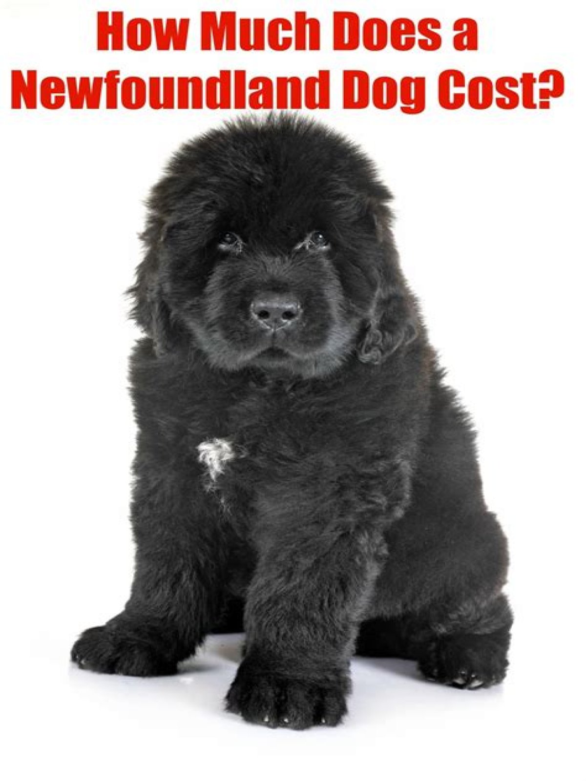 How much does it cost to buy a Newfoundland dog?
