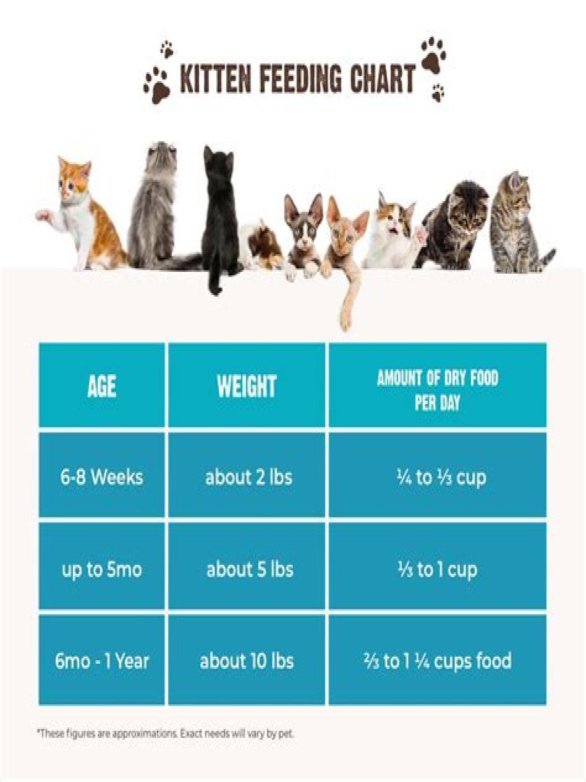 How much should I feed my orphaned kitten?