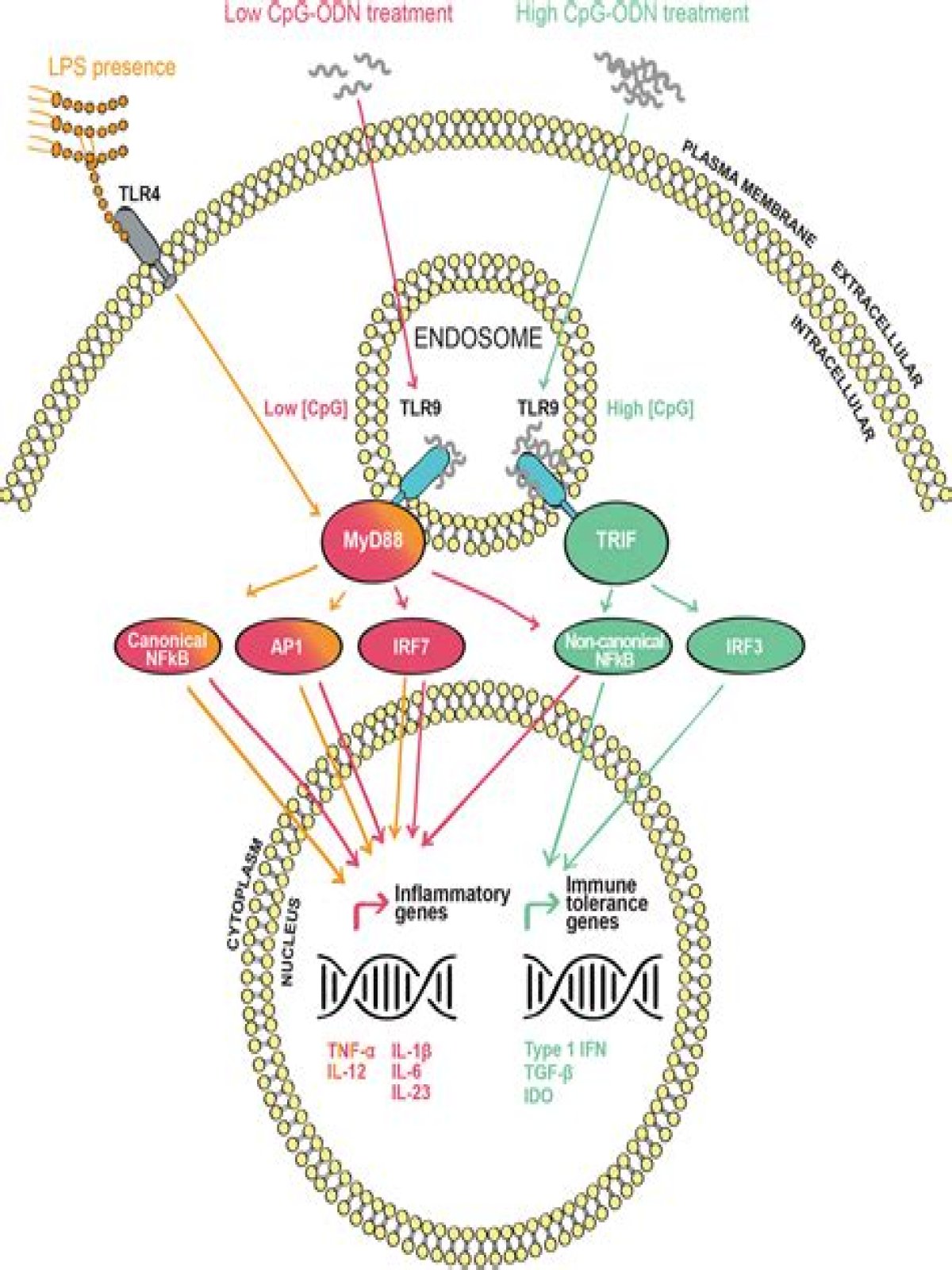 Is CpG an adjuvant?