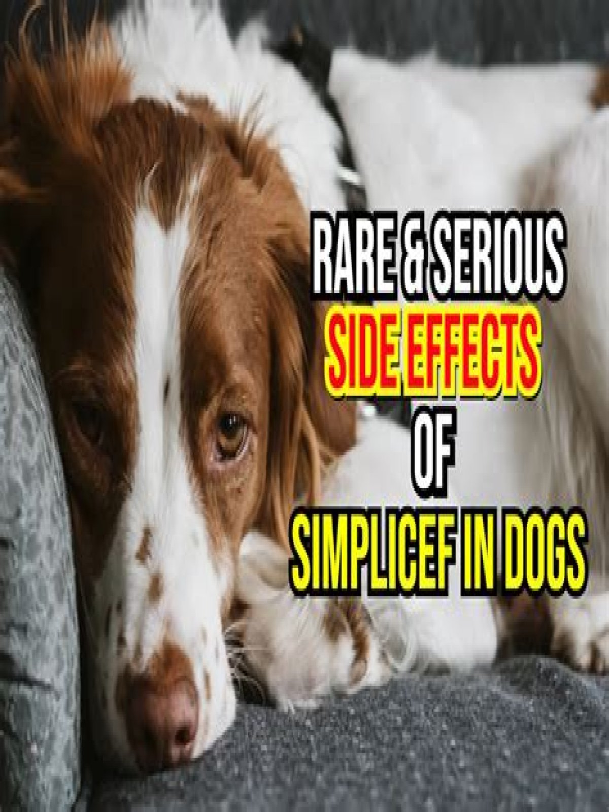 What are the side effects of Simplicef for dogs?