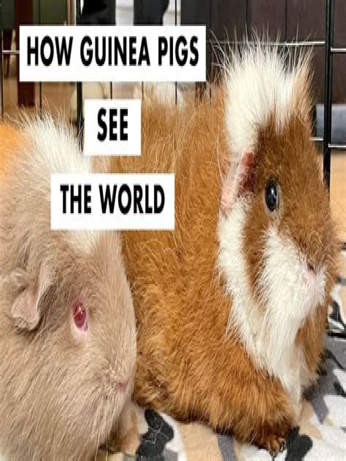 What colors do guinea pigs see?