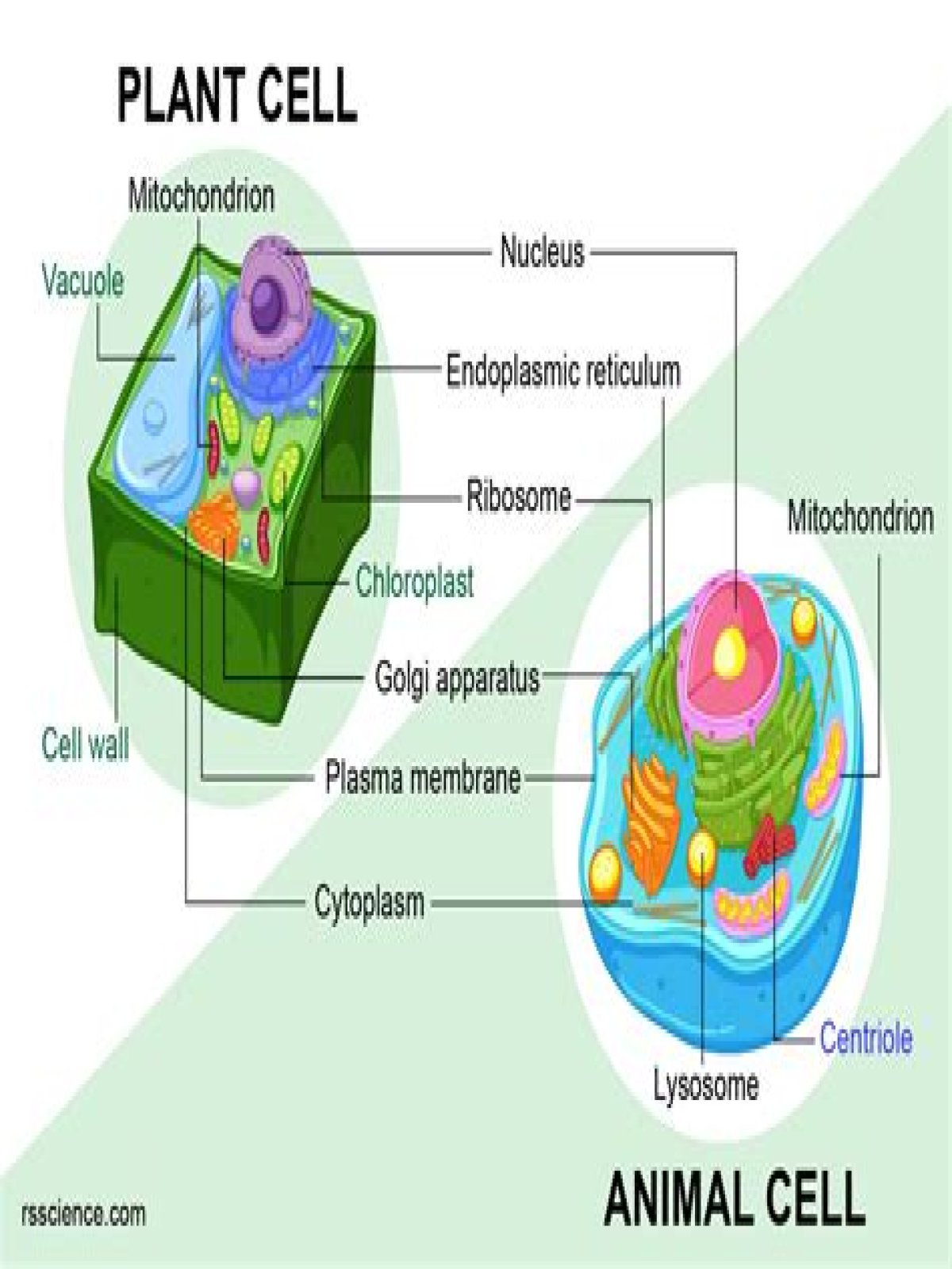 what do plant cells have that animal cells do not