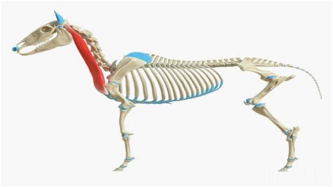 What does the Brachiocephalicus muscle do in a horse?