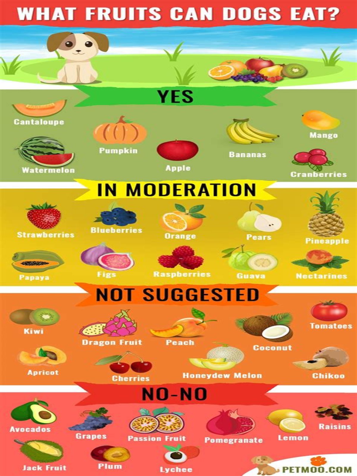 what fruits can dogs eat