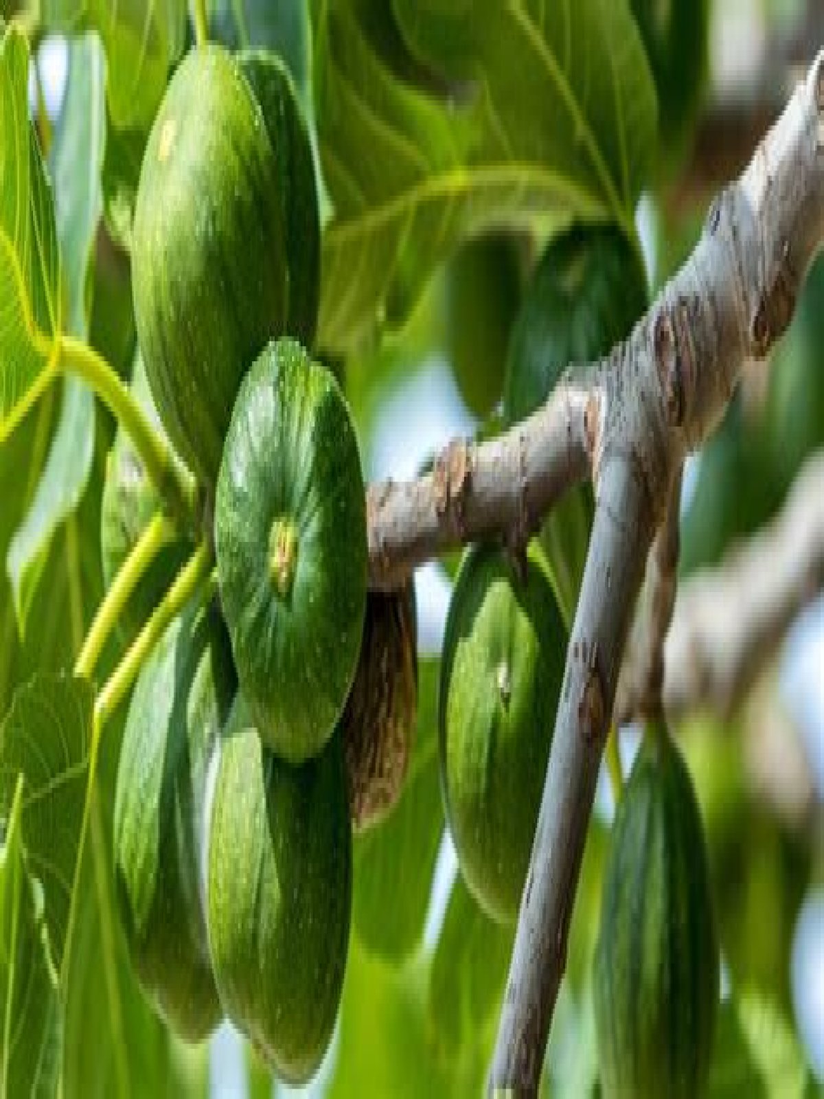 What is a fig at Mizzou?