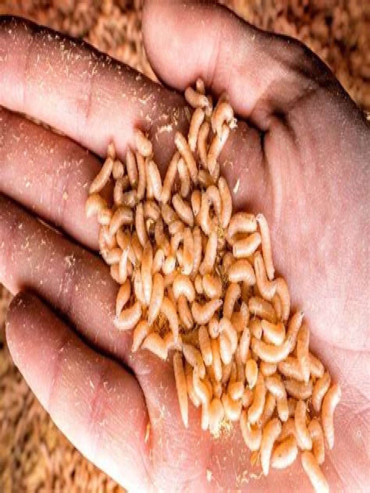 what kills maggots