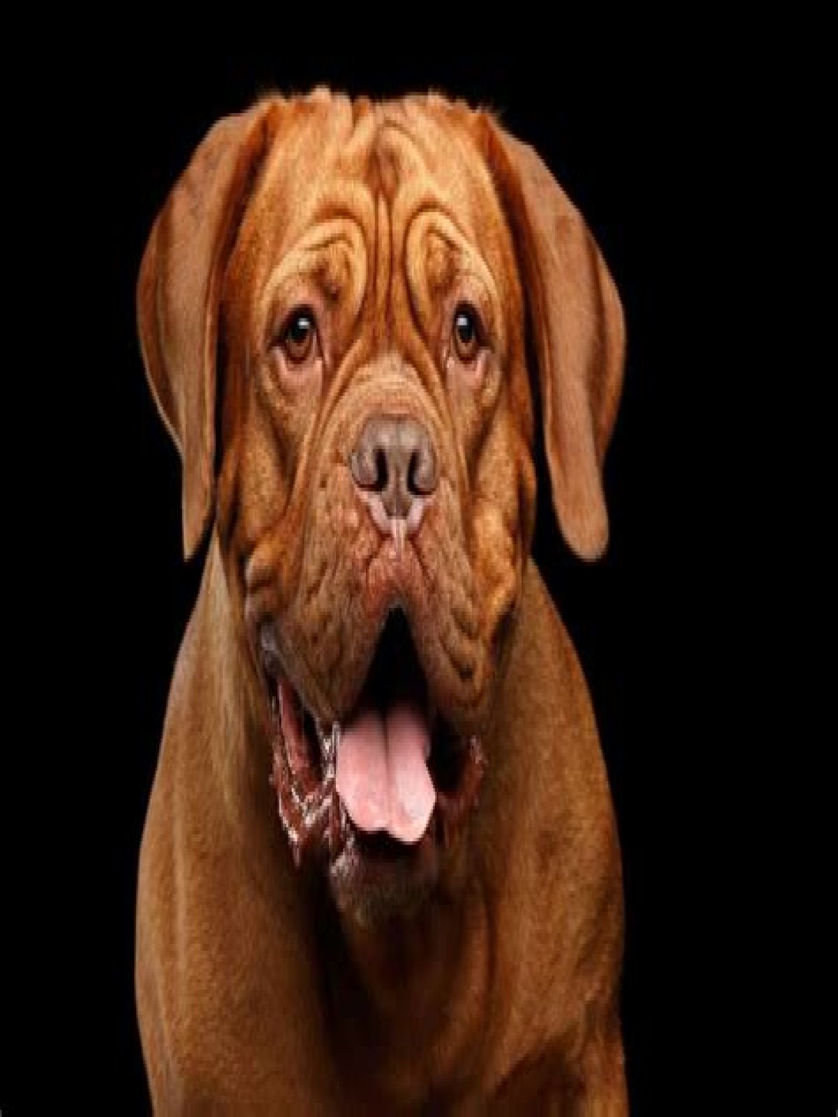what kind of dog is hooch