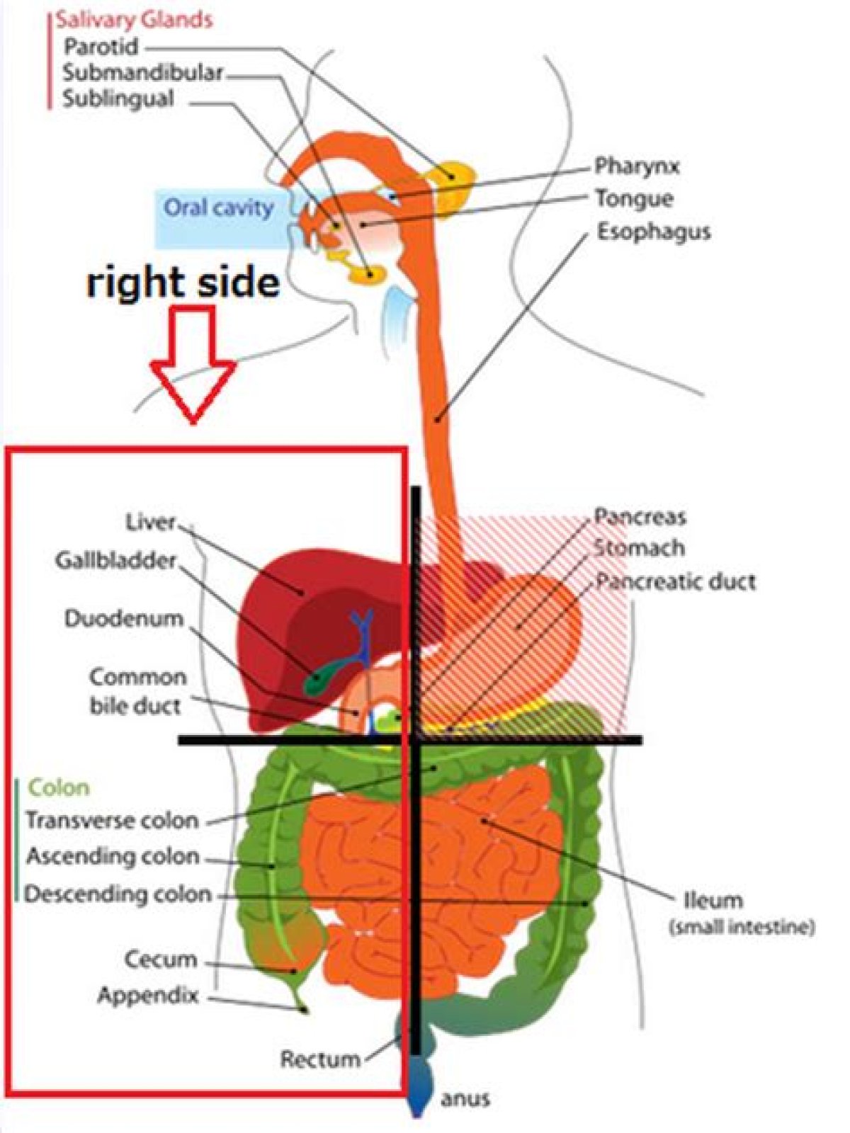 what organs are on your right side