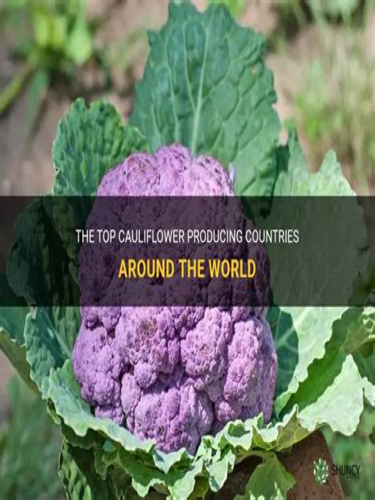 What state grows the most cauliflower?