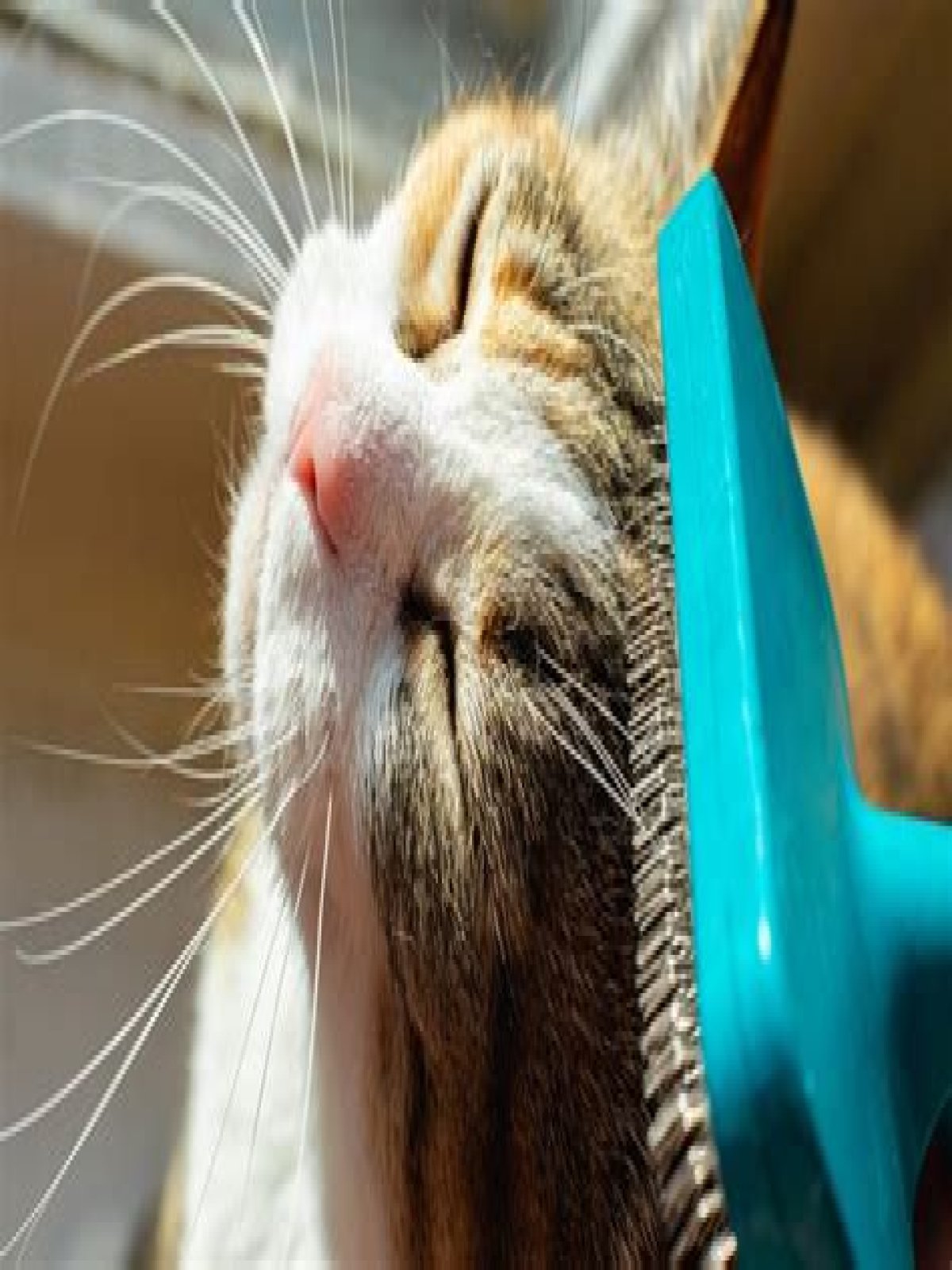 When should I stop brushing my cat?