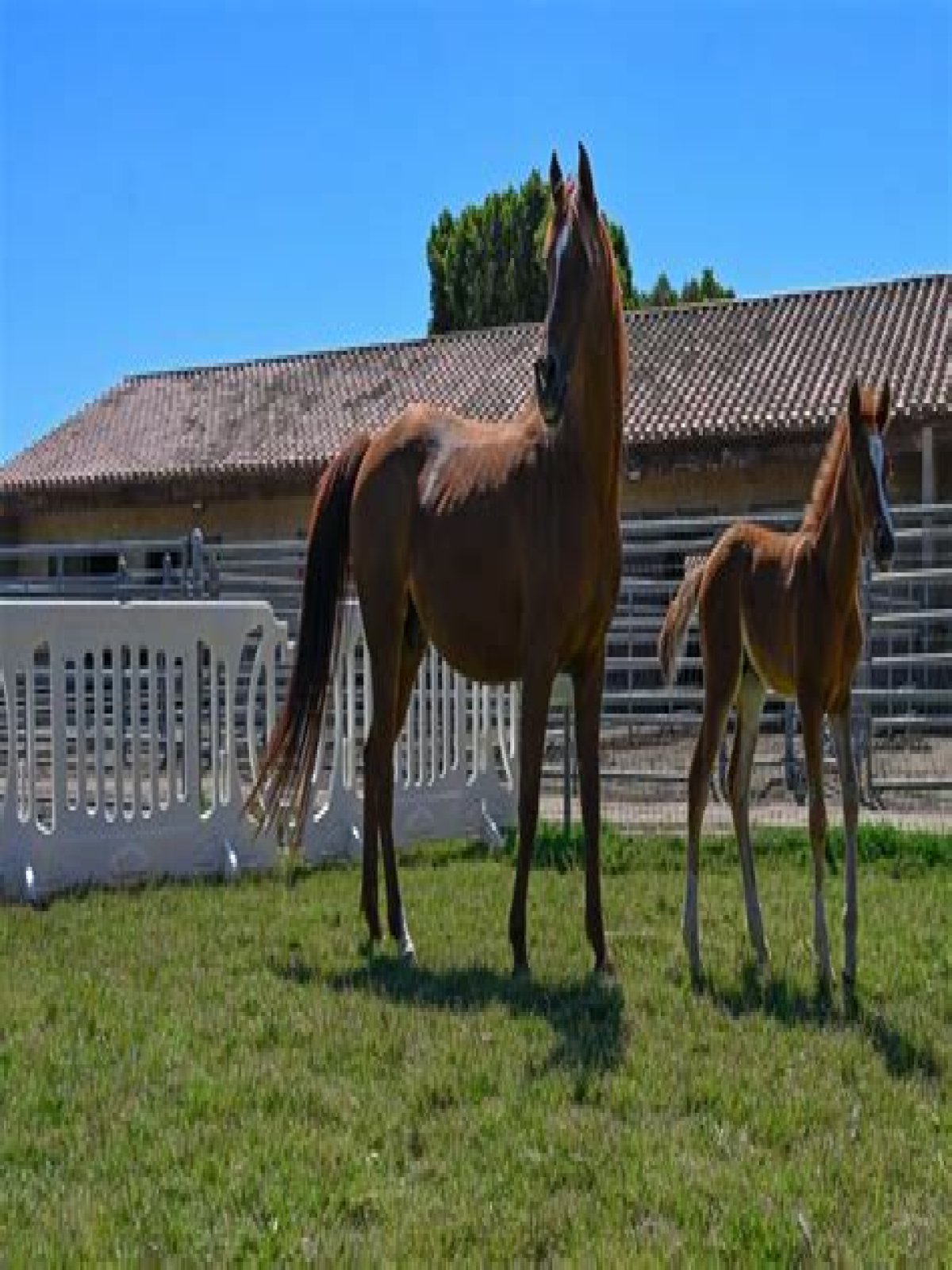 Where did the horse races take place in Pomona?