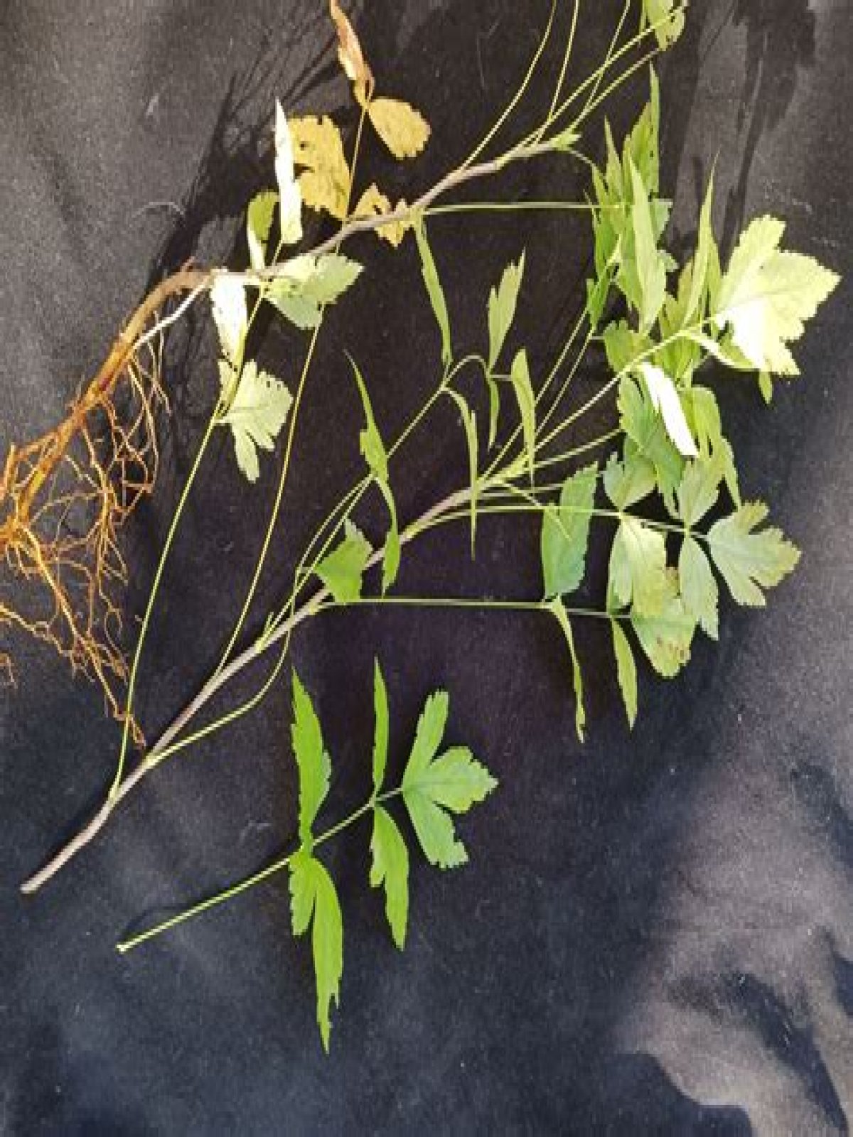 yellow root
